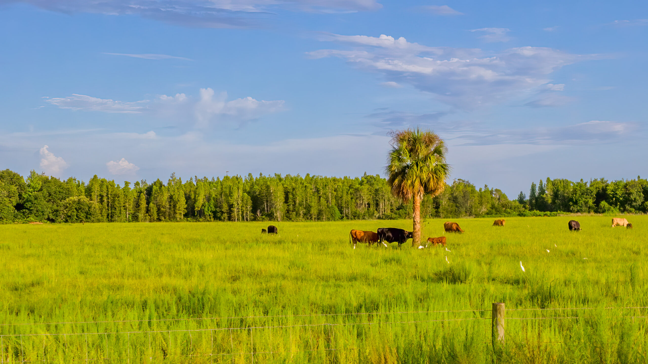 Preserving Family Farms and Rural Lands in Florida