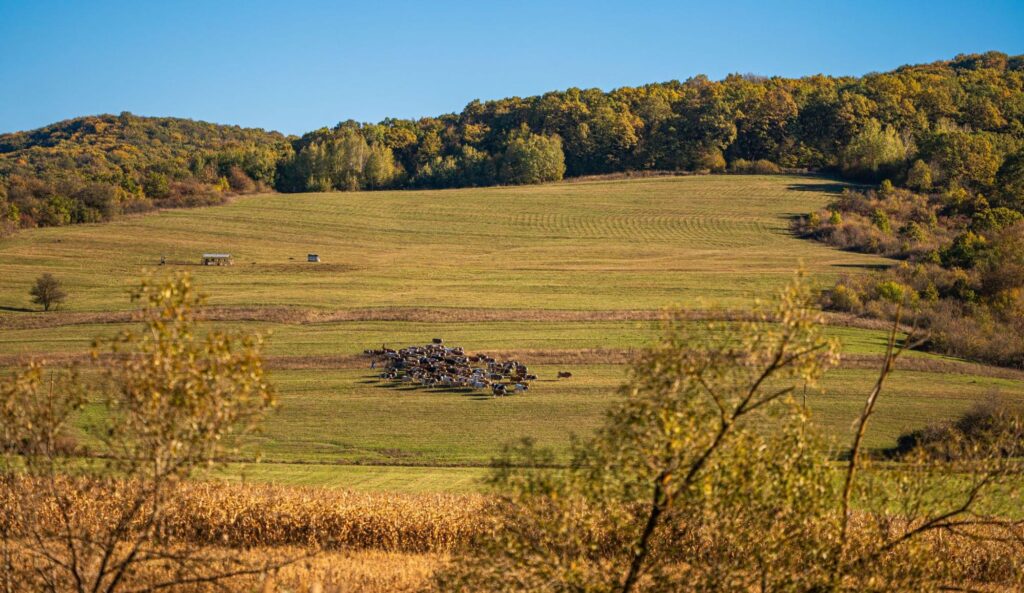 Protected wildlife habitat near a vacant land area